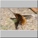 Bombylius major - Wollschweber m02.jpg